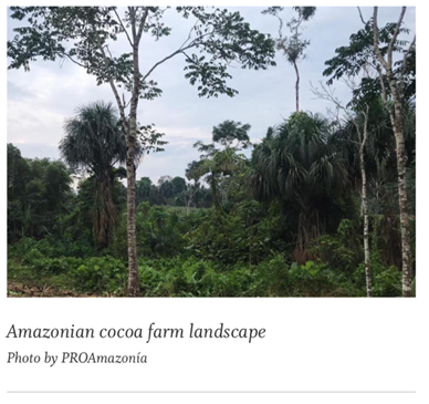 Amazonian_cocoa_farm_landscape.jpeg